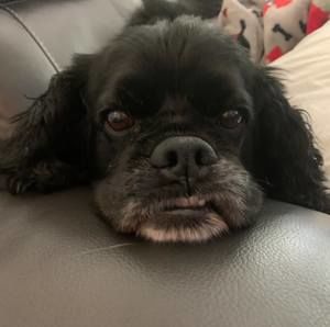 Meet your Posher, Anastasia